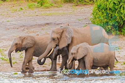 Elephants At The Bank Of Chobe River In Botswana Stock Photo