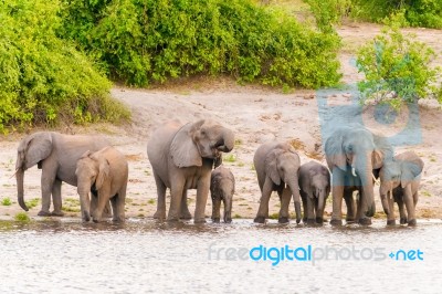 Elephants At The Bank Of Chobe River In Botswana Stock Photo