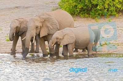 Elephants At The Bank Of Chobe River In Botswana Stock Photo