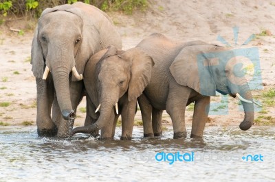 Elephants At The Bank Of Chobe River In Botswana Stock Photo