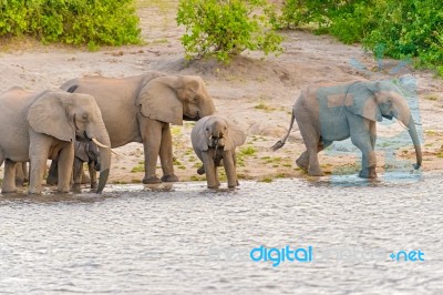 Elephants At The Bank Of Chobe River In Botswana Stock Photo