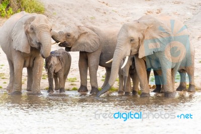 Elephants At The Bank Of Chobe River In Botswana Stock Photo