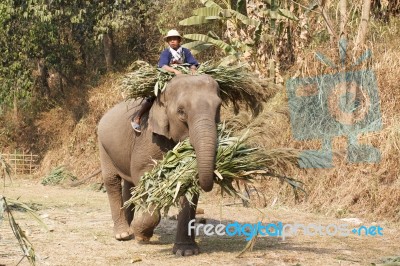 Elephants Bring Food Back Home Stock Photo