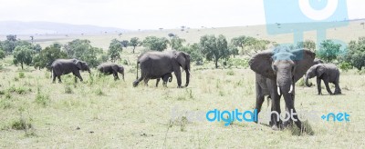 Elephants In The Wild Stock Photo