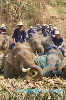 Elephants Joyfully On Fruits Buffet Stock Photo