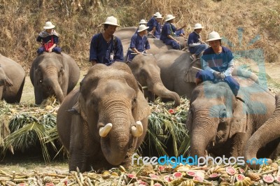 Elephants Joyfully On Fruits Buffet Stock Photo