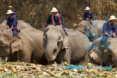 Elephants Joyfully On Fruits Buffet Stock Photo