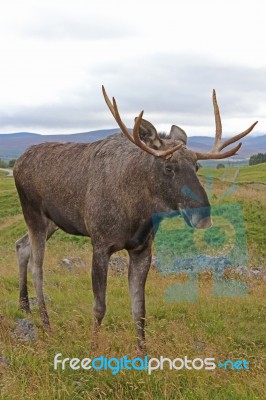 Elk Stock Photo