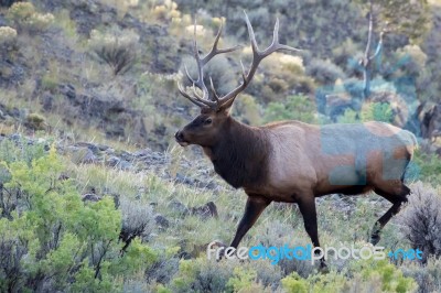 Elk Or Wapiti (cervus Canadensis) Stock Photo