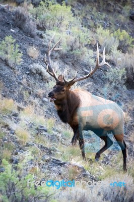 Elk Or Wapiti (cervus Canadensis) Stock Photo