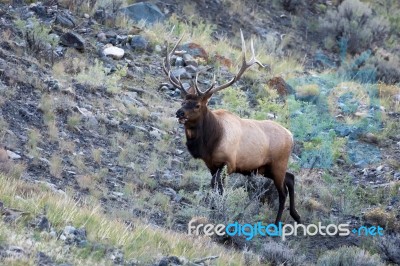 Elk Or Wapiti (cervus Canadensis) Stock Photo