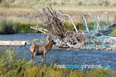 Elk Or Wapiti (cervus Canadensis) Stock Photo