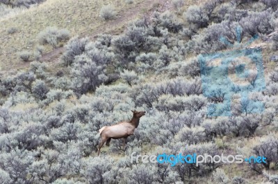 Elk Or Wapiti (cervus Canadensis) Stock Photo