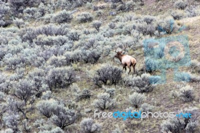 Elk Or Wapiti (cervus Canadensis) Stock Photo