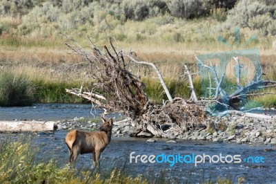 Elk Or Wapiti (cervus Canadensis) Stock Photo