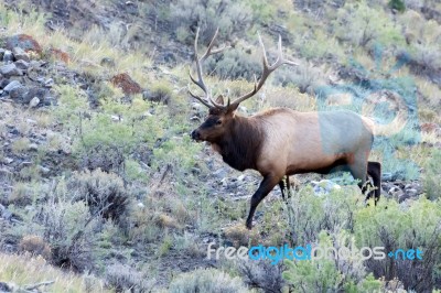 Elk Or Wapiti (cervus Canadensis) Stock Photo