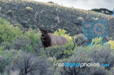 Elk Or Wapiti (cervus Canadensis) Stock Photo