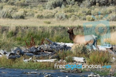 Elk Or Wapiti (cervus Canadensis) Stock Photo