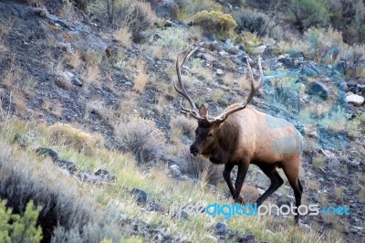 Elk Or Wapiti (cervus Canadensis) Stock Photo