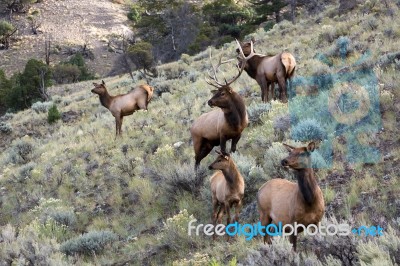 Elk Or Wapiti (cervus Canadensis) Stock Photo