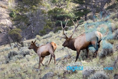 Elk Or Wapiti (cervus Canadensis) Stock Photo