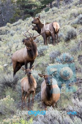 Elk Or Wapiti (cervus Canadensis) Stock Photo