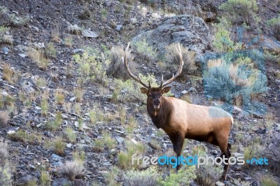 Elk Or Wapiti (cervus Canadensis) Stock Photo