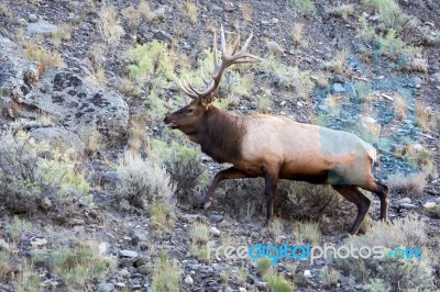 Elk Or Wapiti (cervus Canadensis) Stock Photo