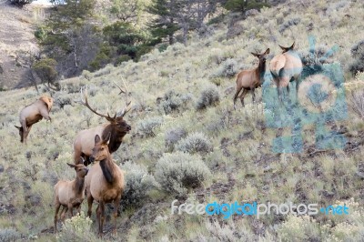 Elk Or Wapiti (cervus Canadensis) Stock Photo