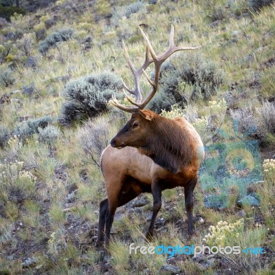 Elk Or Wapiti (cervus Canadensis) Stock Photo