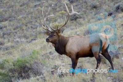 Elk Or Wapiti (cervus Canadensis) Stock Photo