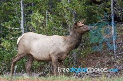 Elk Or Wapiti (cervus Canadensis) Stock Photo