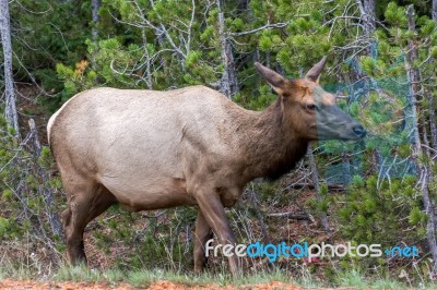 Elk Or Wapiti (cervus Canadensis) Stock Photo