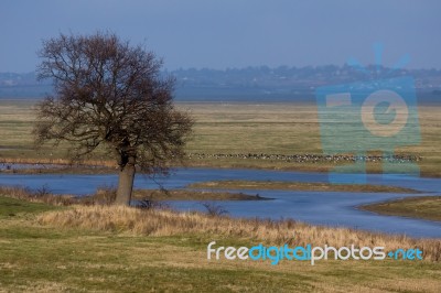 Elmley Marshes Stock Photo