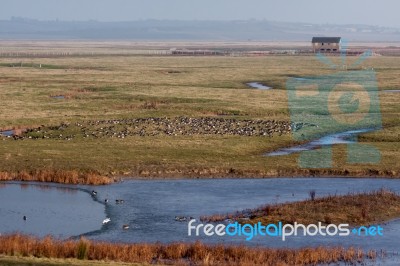 Elmley Marshes Stock Photo