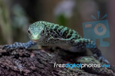 Emerald Tree Monitor (varanus Prasinus) At The Bioparc Fuengirol… Stock Photo