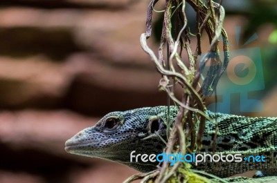 Emerald Tree Monitor (varanus Prasinus) At The Bioparc Fuengirol… Stock Photo