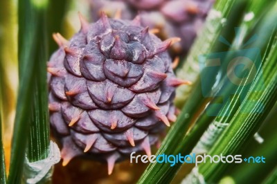 Emerging Fir Cone Stock Photo