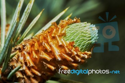 Emerging Fir Cone Stock Photo