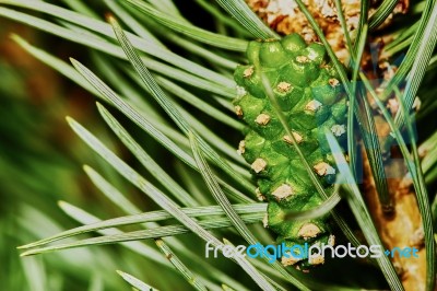 Emerging Fir Cone Stock Photo