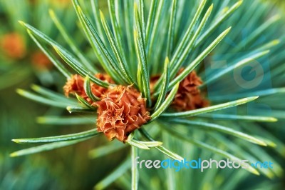 Emerging Pine Stock Photo