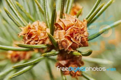 Emerging Pine Cone Stock Photo