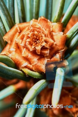 Emerging Pine Cone Stock Photo