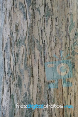 Emphatic Texture Tree Bark Stock Photo