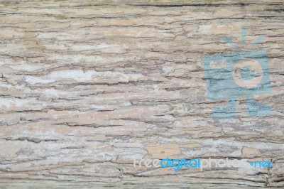 Emphatic Texture Tree Bark Stock Photo