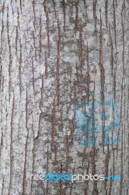 Emphatic Texture Tree Bark Stock Photo