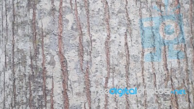 Emphatic Texture Tree Bark Stock Photo