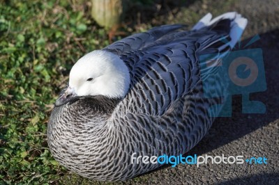 Emporer Goose Resting On The Ground Stock Photo