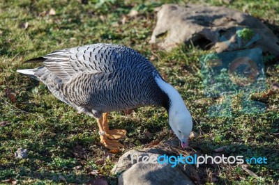 Emporer Goose Searching For Food Stock Photo