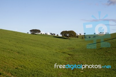 Empty Green Hills With Very Few Scattered Trees Stock Photo